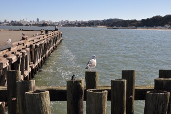 Birds on the pier
