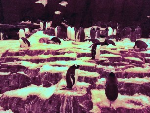 Penguin hill 2