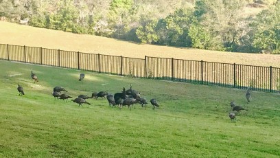 Big flock of gobblers in my neighborhood