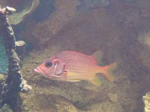 Fish in the large aquarium at the restaurant's entrance
