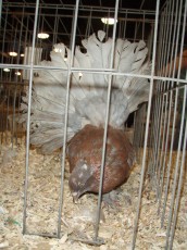 Poultry exhibit