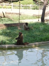 Zoo primates