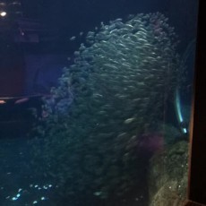 Swirling baitfish
