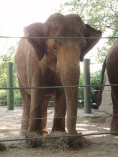 Mr. Elephant