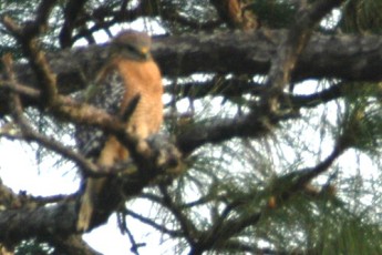 We noticed a hawk up in the tree just outside the porch