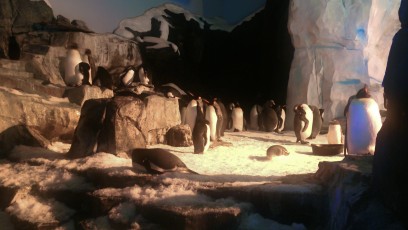 Finally put the SlowShutter app to good use—very dark inside the penguin encounter