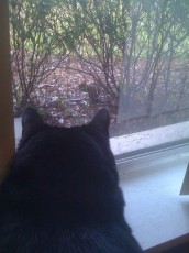 Xander wants the squirrel. Can you see him?