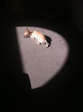 Chloe is queen of the sunny spot