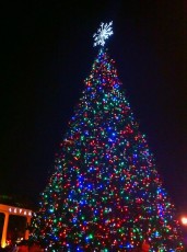 Christmas Tree lighting at Crane's Roost