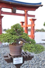 Lots of bonsai trees on display at the Japan pavilion