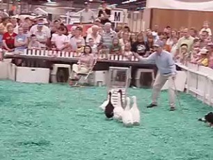 Geese-herding demonstration with border collies