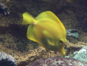 Fish in the large aquarium at the restaurant's entrance