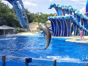 Dolphin flip