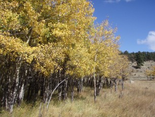 Aspen trees—Rocky Mountain scenery