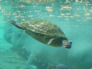 Mr. Turtle again