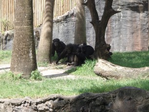 A chump of chimps