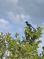 Lyonia Preserve is a scrub forest restoration area and, as such, is known for its population of Scrub Jays—one granted us a considerable time to admire before flying away