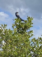 Lyonia Preserve is a scrub forest restoration area and, as such, is known for its population of Scrub Jays—one granted us a considerable time to admire before flying away