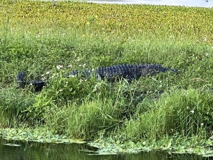 One of the 22 gators we spotted