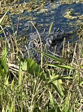 One of the 22 gators we spotted