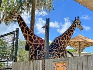 Giraffes at Central Florida Zoo
