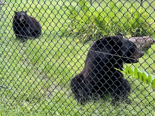 Black bears at Central Florida Zoo