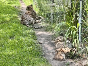 Cheetahs at Central Florida Zoo