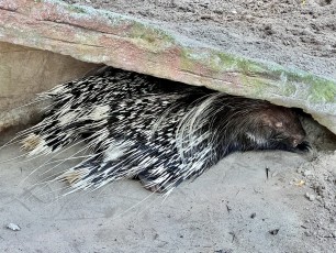 Porcupine at Central Florida Zoo