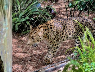 Leopard at Central Florida Zoo