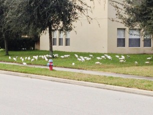 The neighborhood flock