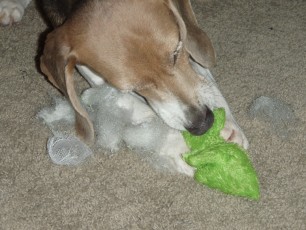 Shelby took great delight pulling the toy apart