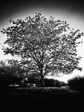 I'm normally not a big fan of photo filters, but I loved what Flickr's Noir filter did to this tree