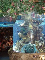 Aquarium at restaurant entrance