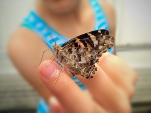 Butterflies at Lukas Nursery Butterfly & Bird Encounter