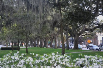 Savannah landscaping