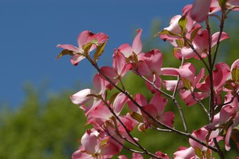 Chattanooga park flora