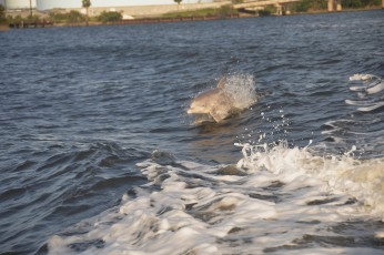 Dolphin surfing our boat's wake