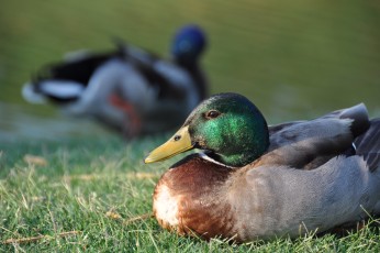 These ducks seemed exceptionally forgiving of me taking up-close photos