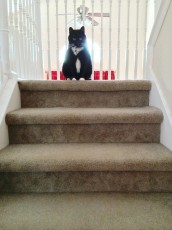 Stair stare