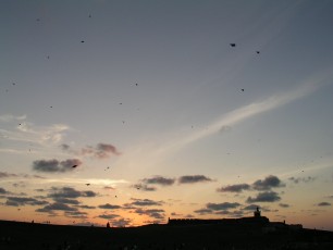 Evening kites