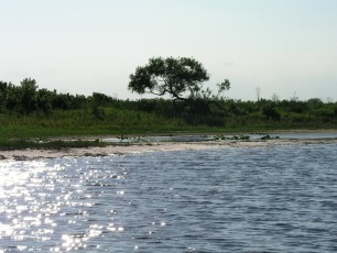 Swamp scenery