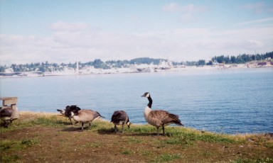 Geese at Puget Sound