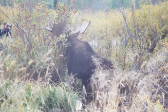 Moose at Grand Tetons