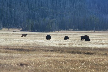 Yellowstone wildlife