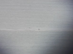 Dolphins viewed from Hunting Island Light