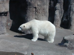 Polar bear at Oregon Zoo