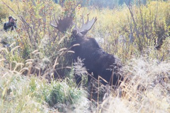 Moose at Grand Tetons