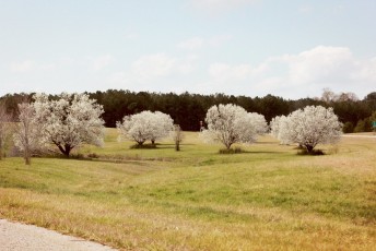 Blossoming trees