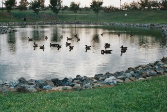 Duck pond at General Conference