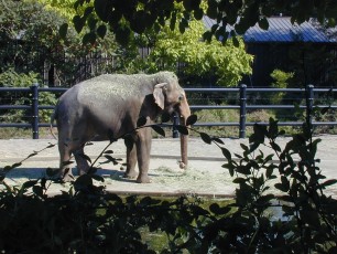 Elephant at Oregon Zoo